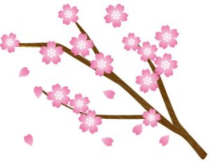 桜」